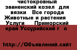 чистокровный зааненский козел  для вязки - Все города Животные и растения » Услуги   . Приморский край,Уссурийский г. о. 